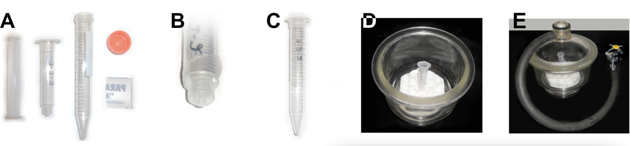  /><br /> <strong>Figure 1. Apoplast extraction tools. </strong>A. Initial set: 5 ml syringe, 15 ml centrifuge tube, parafilm. B. Syringe tip sealed with parafilm. C. Syringe with sealed tip placed into centrifuge tube. D. Syringe with sealed tip in centrifuge tube placed into vacuum exicator. E. Vacuum exicator connected to the vacuum line.<br /> <br /> </li></ol></li><li>Total activity of acetylesterases<ol class=