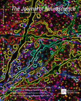 Cover of The Journal of Neuroscience, featuring study using the protocol.