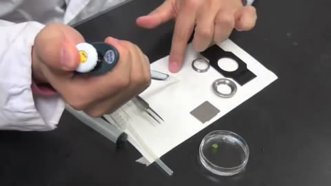 Cover of The Plant Cell, featuring study using the protocol.