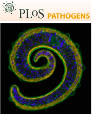 Cover of PLOS Pathogens, featuring study using the protocol.