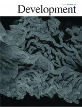 Cover of Development, featuring study using the protocol.