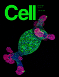 Cover of Cell, featuring study using the protocol.