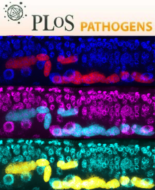 Cover of PLOS Pathogens, featuring study using the protocol.
