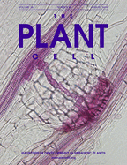 Cover of The Plant Cell, featuring study using the protocol.