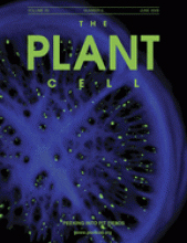 Cover of The Plant Cell, featuring study using the protocol.