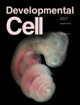 Cover of Developmental Cell, featuring study using the protocol.