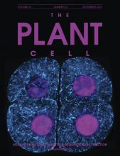 Cover of The Plant Cell, featuring study using the protocol.
