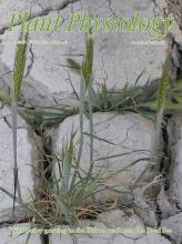 Cover of Plant Physiology, featuring study using the protocol.