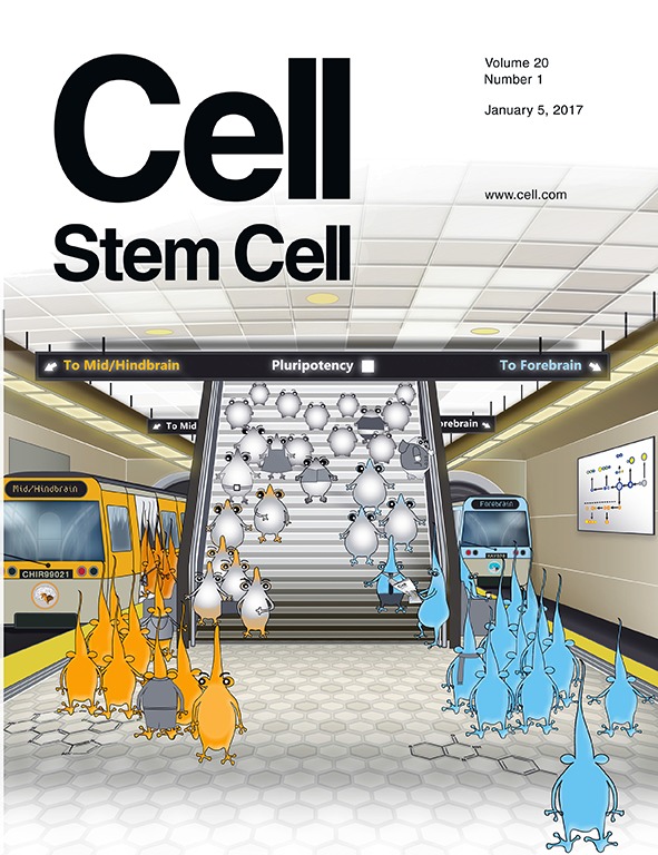 Cover of Cell Stem Cell, featuring study using the protocol.