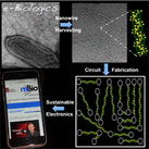 Cover of PLOS Pathogens, featuring study using the protocol.