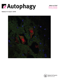 Cover of Autophagy, featuring study using the protocol.