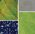 Cover of Molecular Plant Microbe Interactions, featuring study using the protocol.