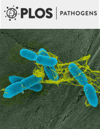 Cover of PLOS Pathogens, featuring study using the protocol.