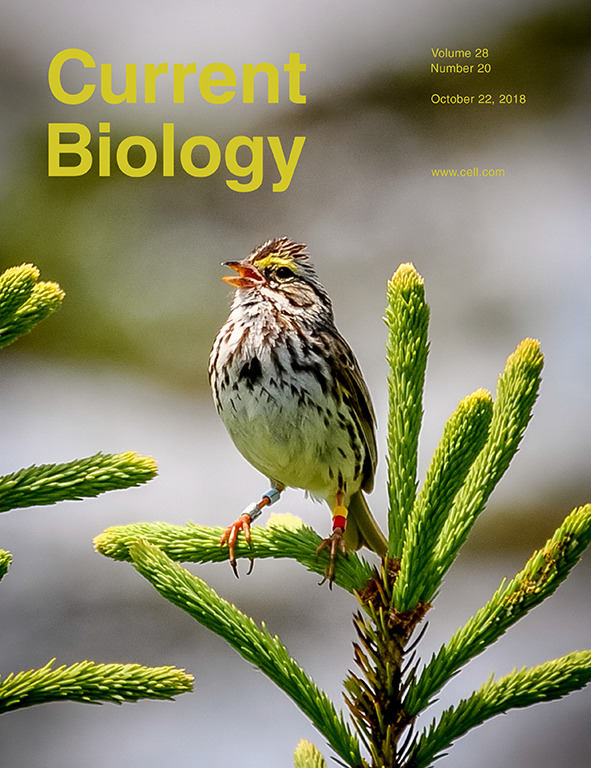 Cover of Current Biology, featuring study using the protocol.