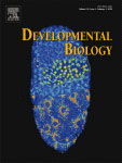 Cover of Developmental Biology, featuring study using the protocol.