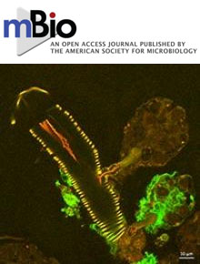 Cover of mBio, featuring study using the protocol.
