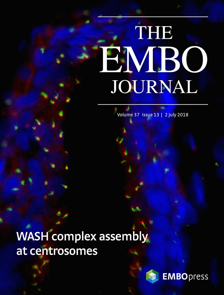 Cover of The EMBO Journal, featuring study using the protocol.