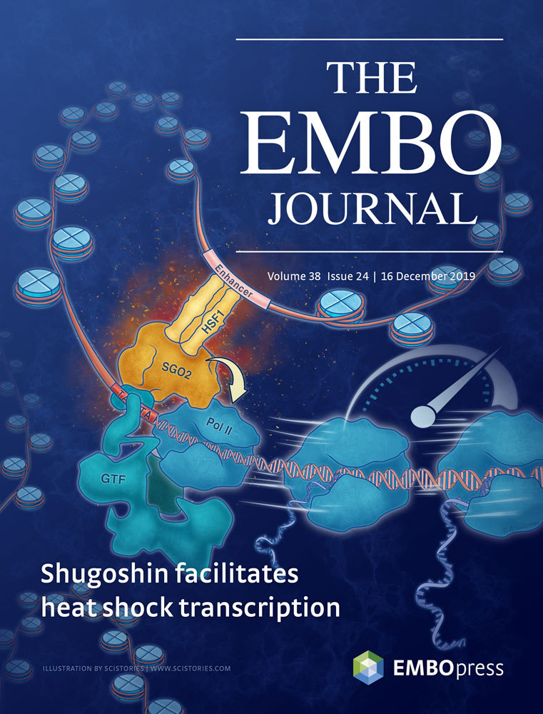 Cover of The EMBO Journal, featuring study using the protocol.