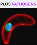 Cover of PLOS Pathogens, featuring study using the protocol.