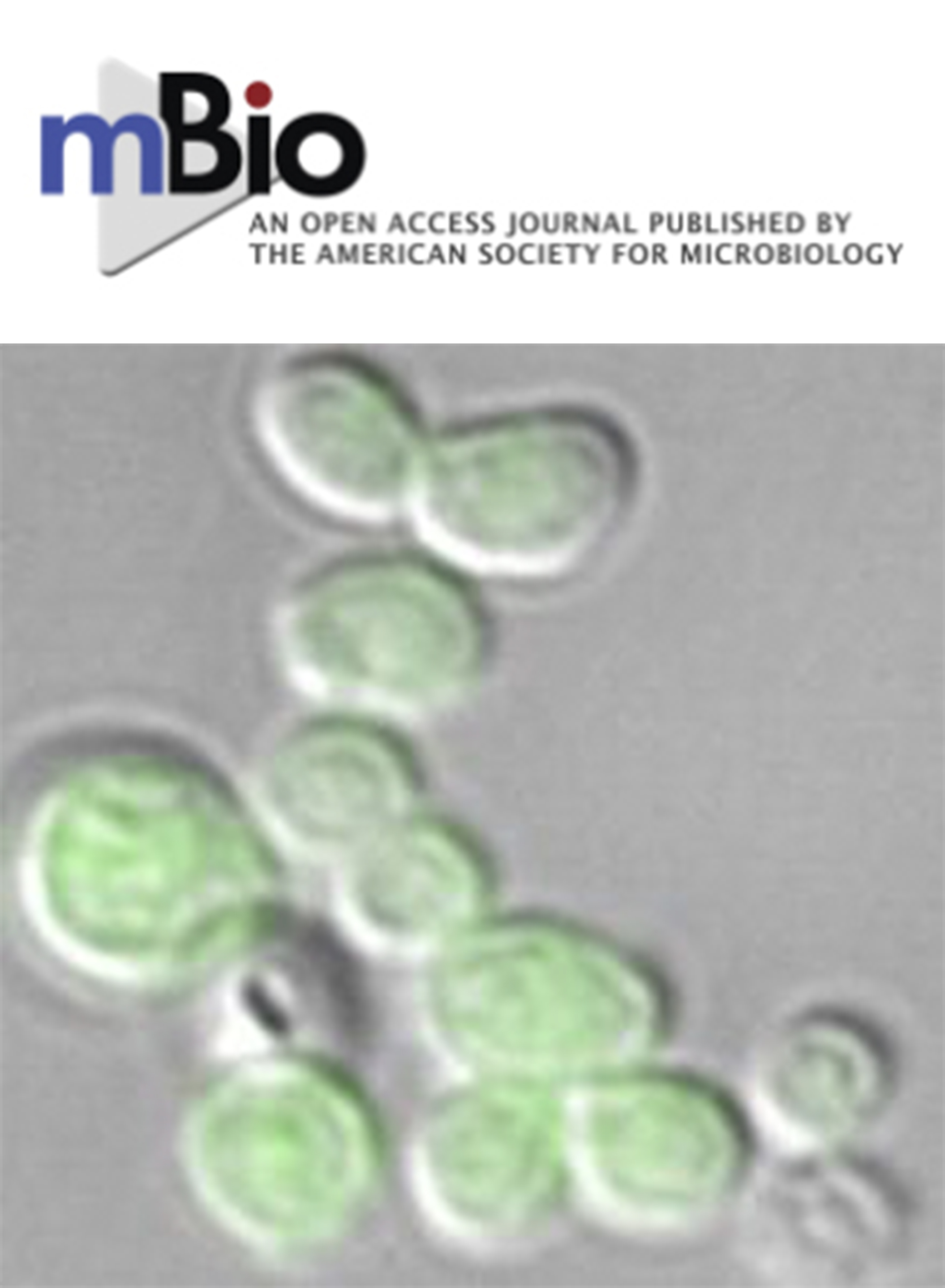 Cover of mBio, featuring study using the protocol.