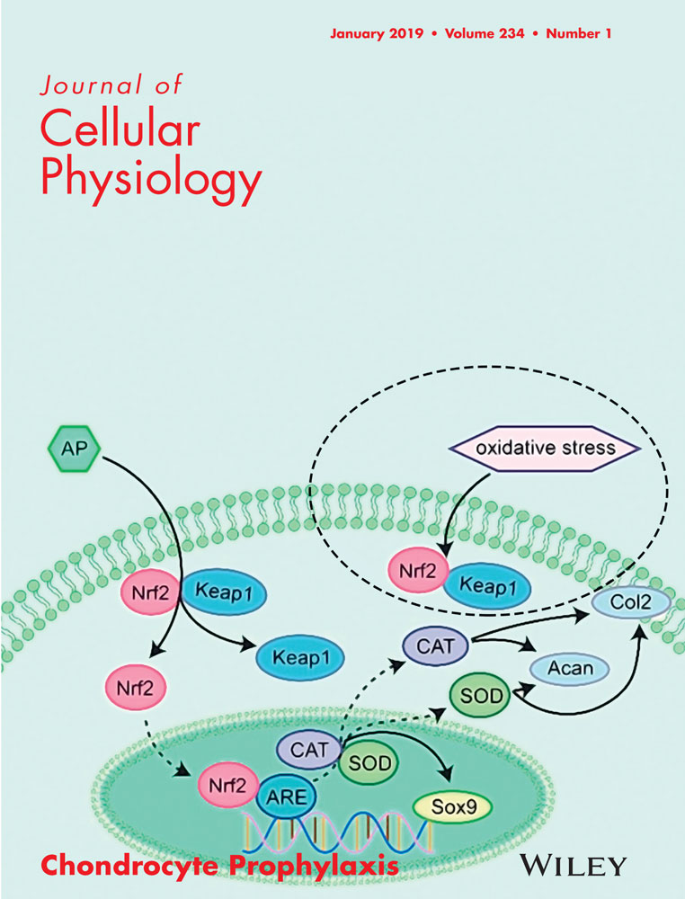 Cover of Journal of Cellular Physiology, featuring study using the protocol.